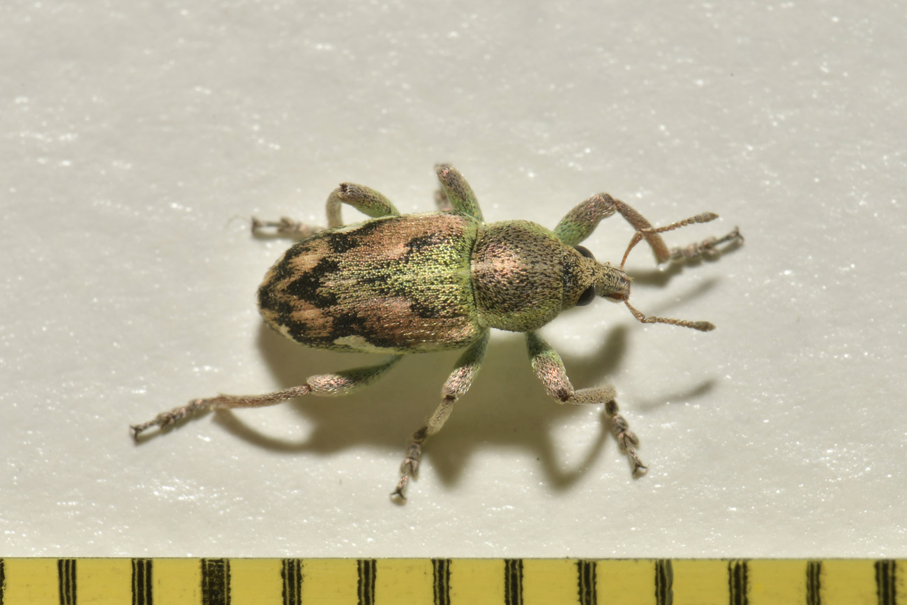 Curculionidae: Coniatus tamarisci? S, assieme a Coniatus suavis